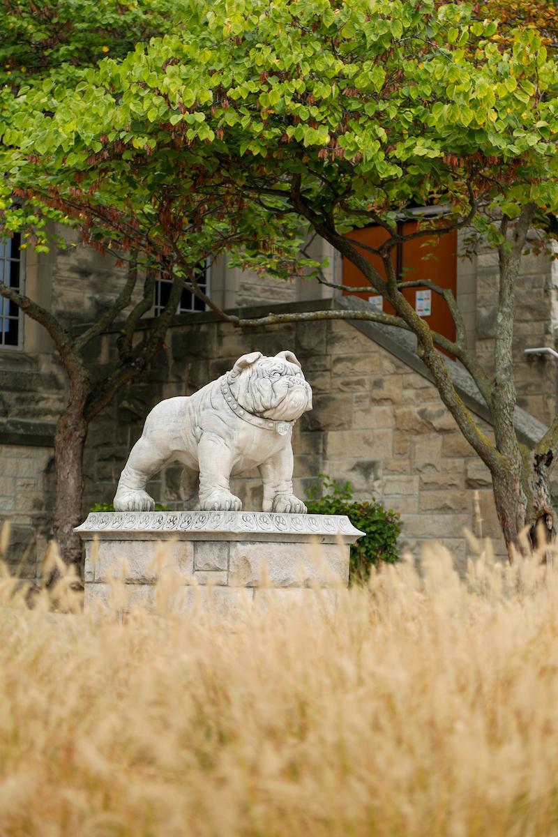 Bulldog statue in fall